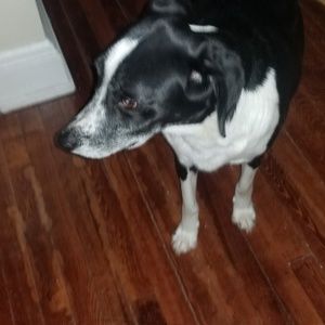 Meet your Posher, Ivan